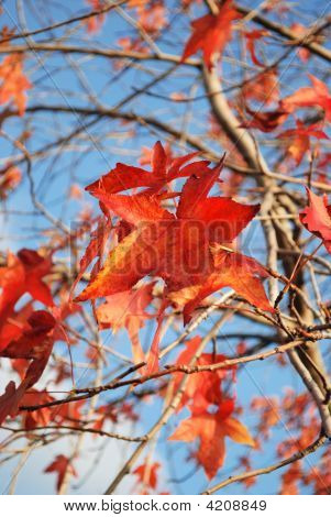 Japanin Maple Leaf
