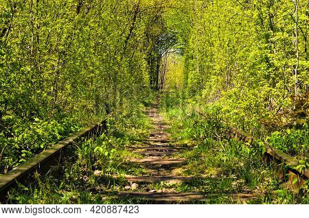 Low Angle View Of Railway In The Forest. Sunny Spring Landscape View. Famous Tunnel Of Love In Kleva