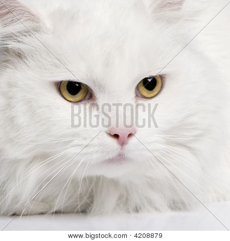 Gros plan sur un chat d'Angora blanc (5 ans)
