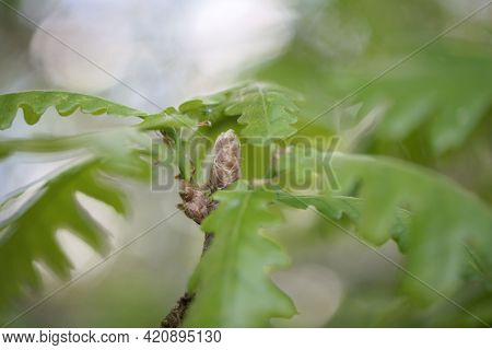Young Sprout Of A Caucasian Oak, Quercus Macranthera