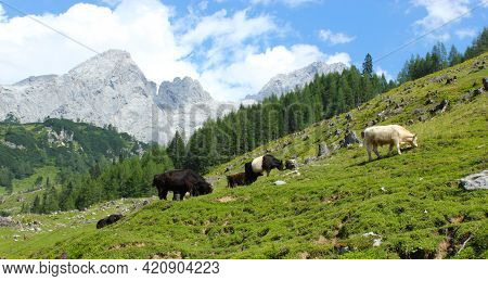 View Of A Typical Mountain Pasture In The Alps.
