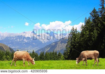 Two cows grazing in a mountain meadow in Alps mountains, Tirol, Austria. View of idyllic mountain scenery in Alps with green grass and red cows on sunny day. European mountain landscape