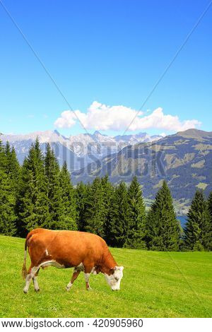 Cow grazing in a mountain meadow in Alps mountains, Tirol, Austria. View of idyllic mountain scenery in Alps with green grass and red cow on sunny day. European mountain landscape