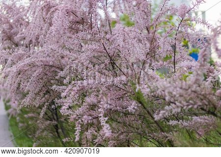 Soft Blooming Tamarisk Or Salt Cedar Green Plant With Pink Flowers