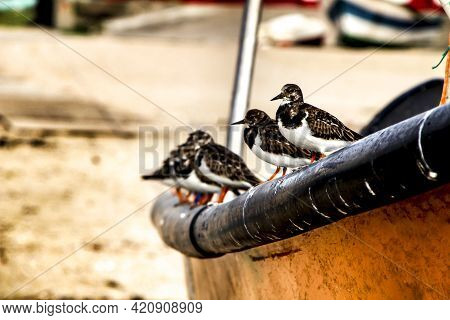 Arenaria Interpres Or Ruddy Tornstone, Perched On An Orange Fishing Boat In Portugal