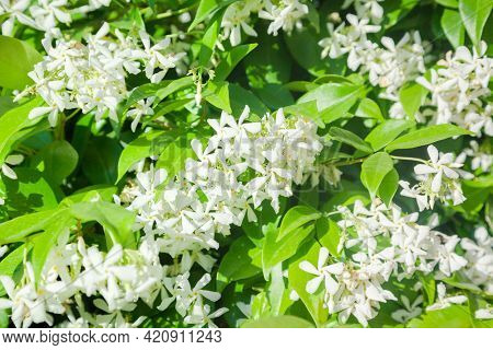 Trachelospermum jasminoides with white flowers