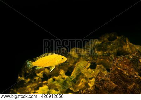 Aquarium Fish On A Dark Background. Electric Yellow Afican Cichlid Fish - Labidochromis Caeruleus.