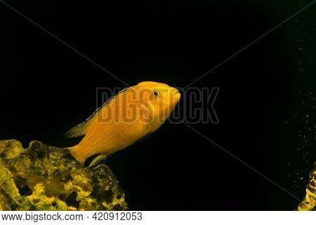 Aquarium Fish On A Dark Background. Electric Yellow Afican Cichlid Fish - Labidochromis Caeruleus.
