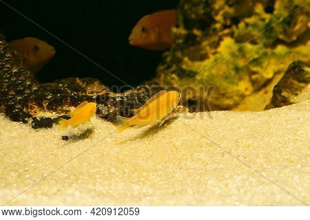 Aquarium Fish On A Dark Background. Electric Yellow Afican Cichlid Fish - Labidochromis Caeruleus.