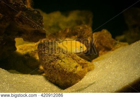 Aquarium Fish On A Dark Background. Electric Yellow Afican Cichlid Fish - Labidochromis Caeruleus.