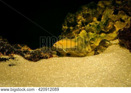 Aquarium Fish On A Dark Background. Electric Yellow Afican Cichlid Fish - Labidochromis Caeruleus.