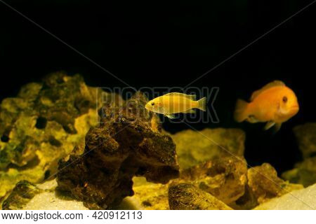 Aquarium Fish On A Dark Background. Electric Yellow Afican Cichlid Fish - Labidochromis Caeruleus.