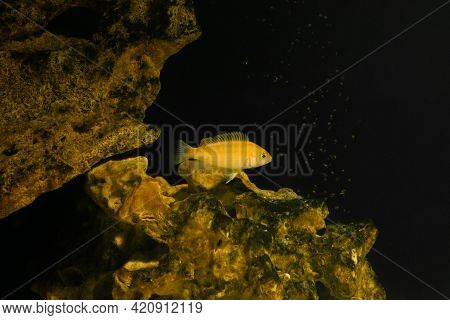 Aquarium Fish On A Dark Background. Electric Yellow Afican Cichlid Fish - Labidochromis Caeruleus.