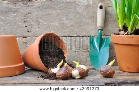 Piante bulbose