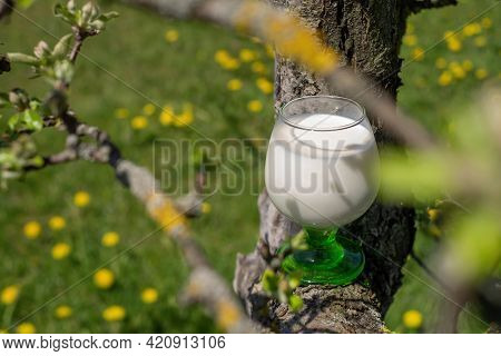A Glass Of Milk In The Branches Of A Tree On The Background Of A Flowering Meadow In Dandelions. Spr