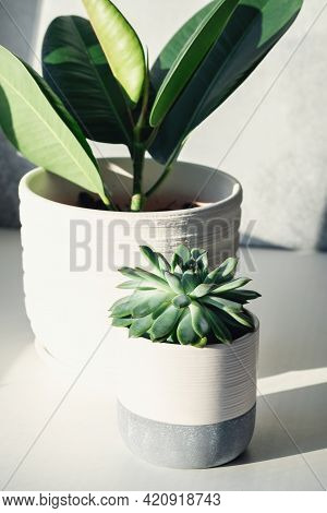 Green Plants In Ceramic Pots. Potted Cactus House Plants On On The Windowsill. Hard Morning Sunlight