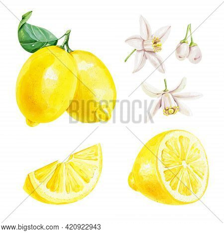 Lemon Watercolor Illustration. Citrus Fruit Branch Lemon, Lemon Slice And Flowers, Lemon Set Isolate