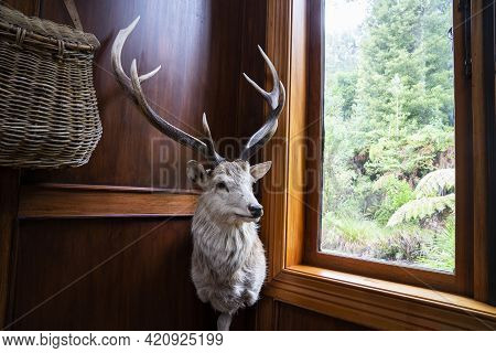 Rotorua New Zealand - May 8 2021; Trophy Animal Head Of Deer And Antlers Mounted And Standing Corner
