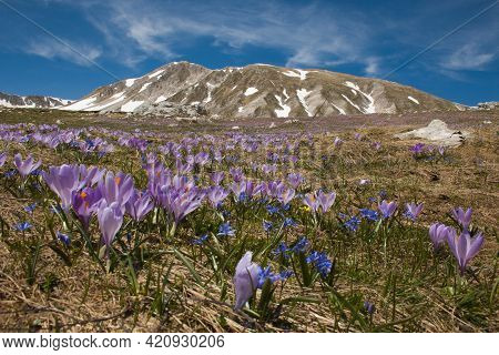 Spring View Of Gran Sasso And Monti Della Laga National Park With Flowering Of Crocus Vernus In Abru