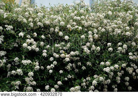 Evergreen Shrubs Hedge Image & Photo (Free Trial) | Bigstock