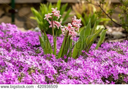 Blooming Hisacinths Among Lilac Aubrieta Deltoidea Flowers In The Summer Garden