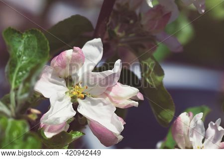 Mahr Flowers On A Spring Flowering Apple Tree. Close-up. Gardens And Nature. Film Effect. Place For 