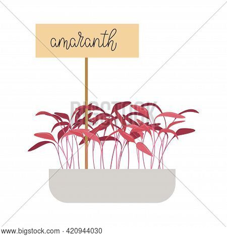 Hand Drawn Amaranth Microgreens. Healthy Food. Amaranth Sprouts In Germination Tray Isolated On Whit