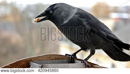 The Jackdaw Is Sitting On A Feeder