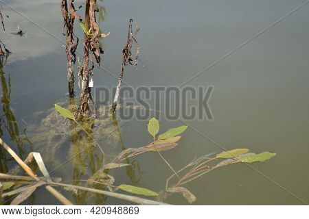 Description: Vrdnik, Serbia - March 02. 2013: Panorama Of An Artificial Lake Called - Borovacko Lake