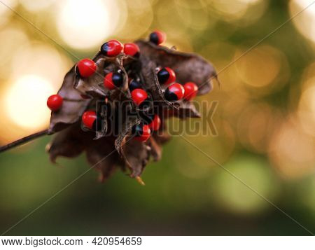 Abrus Precatorius.with Bright Red The Children.
