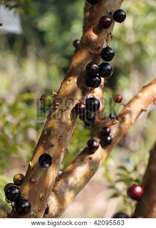 Jabuticaba, Myrciaria Cauliflora ÃÂ¢Ã?Ã? tropical fruit.  Native to Brazil, Argentina, Paraguay, and Bolivia.