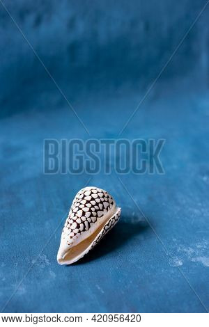 Black Cone On A Blue Background. Conus Marmoreus. Shell With White Triangle.