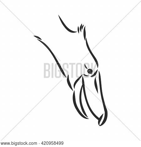 Hand Drawn Sketch Style Shoebill. Vector Illustration Isolated On White Background.