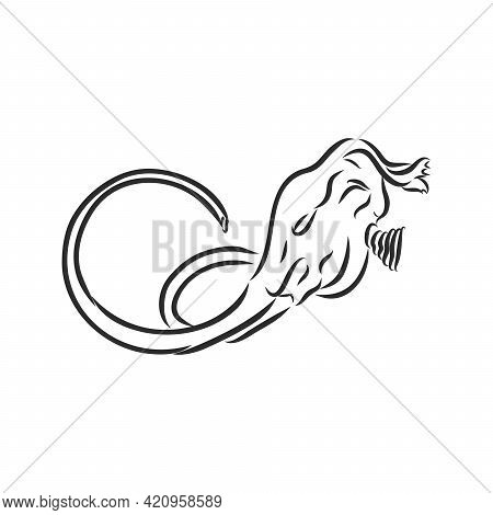 Dinosaur Skull. Drawing Of T-rex Skull Dinosaur Skeleton Vector