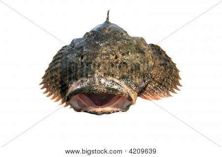 Fisk isoleret på hvid, Ulk
