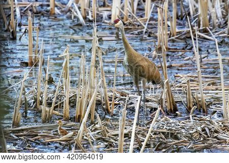 The Sandhill Crane (antigone Canadensis) Near The Nest Natural Scene From Wisconsin During Nesting