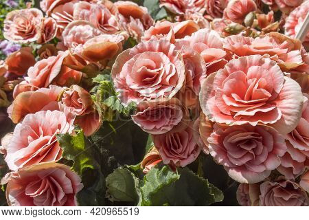 Begonia Elatior Borias Is A Delightful Houseplant. This Begonia Has A Soft Pink Flower With A Red Ce
