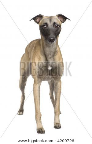 Whippet