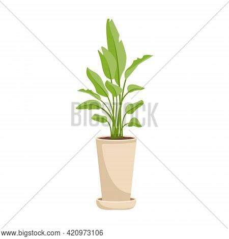 Indoor Plant In A Pot. Green Broad Leaves Of A Banana Palm. Interior Flower. Vector Illustration