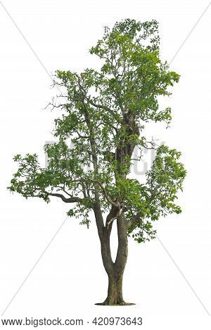 Isolated Green Tree On White Background, Trees Isolated On White Background, Tropical Trees Isolated