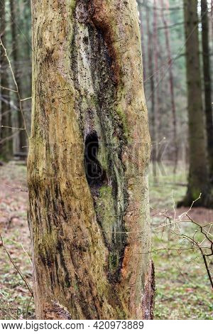 Hollow Inside A Dead Tree In The Forest.