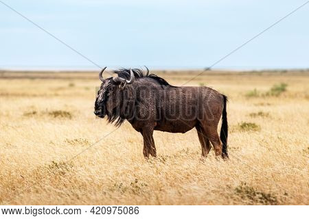 Large african antelope Gnu walking in yellow dry grass