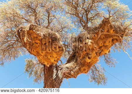 Sociable Weavers nest on acacia tree