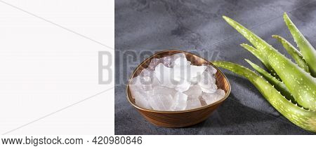 Fresh Aloe Vera Leaves, This Plant Is Rich In Vitamins, Minerals And Proteins.