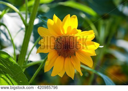 Sunflower With Green Bud Sunflower Blossom - Healthy Lifestyles, Ecology, Organic Farming, Smallhold