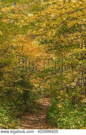 Pake In Fall Time Near Toronto, Canada