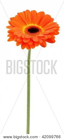 Schönheit orange herbera