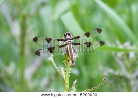 Dodici Skimmer maculata