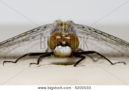 Comuni Darter Dragonfly a riposo