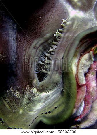 Giant clam, inside